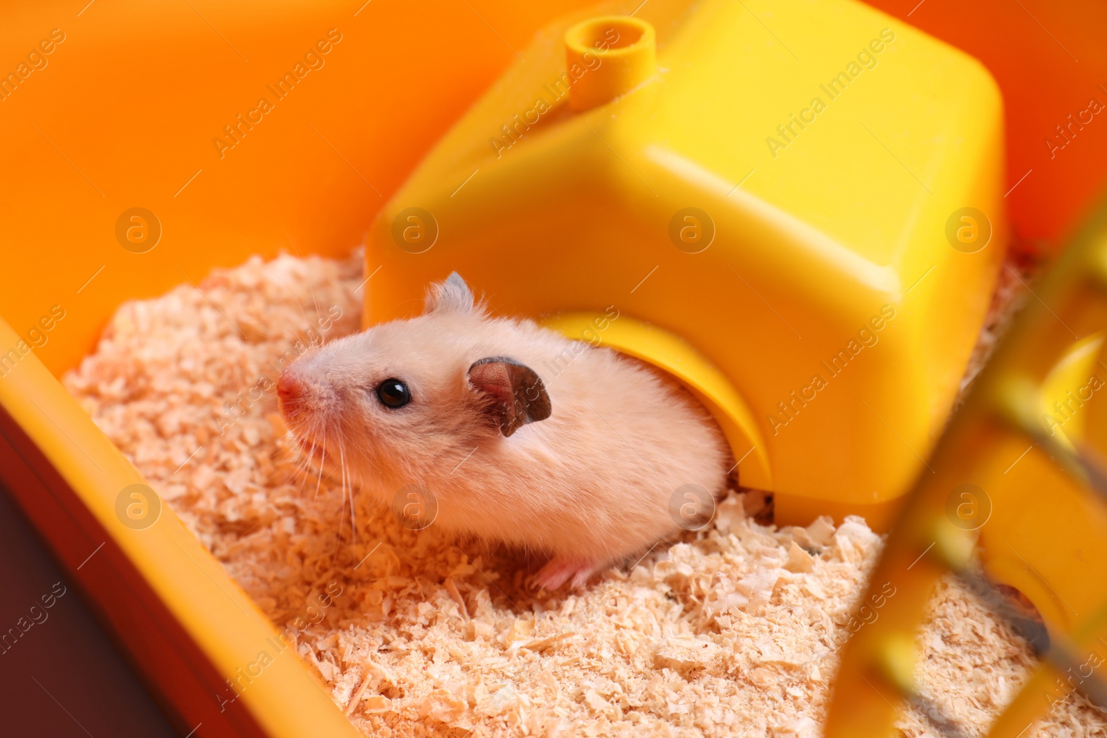 Photo of Cute little hamster looking out of house, closeup