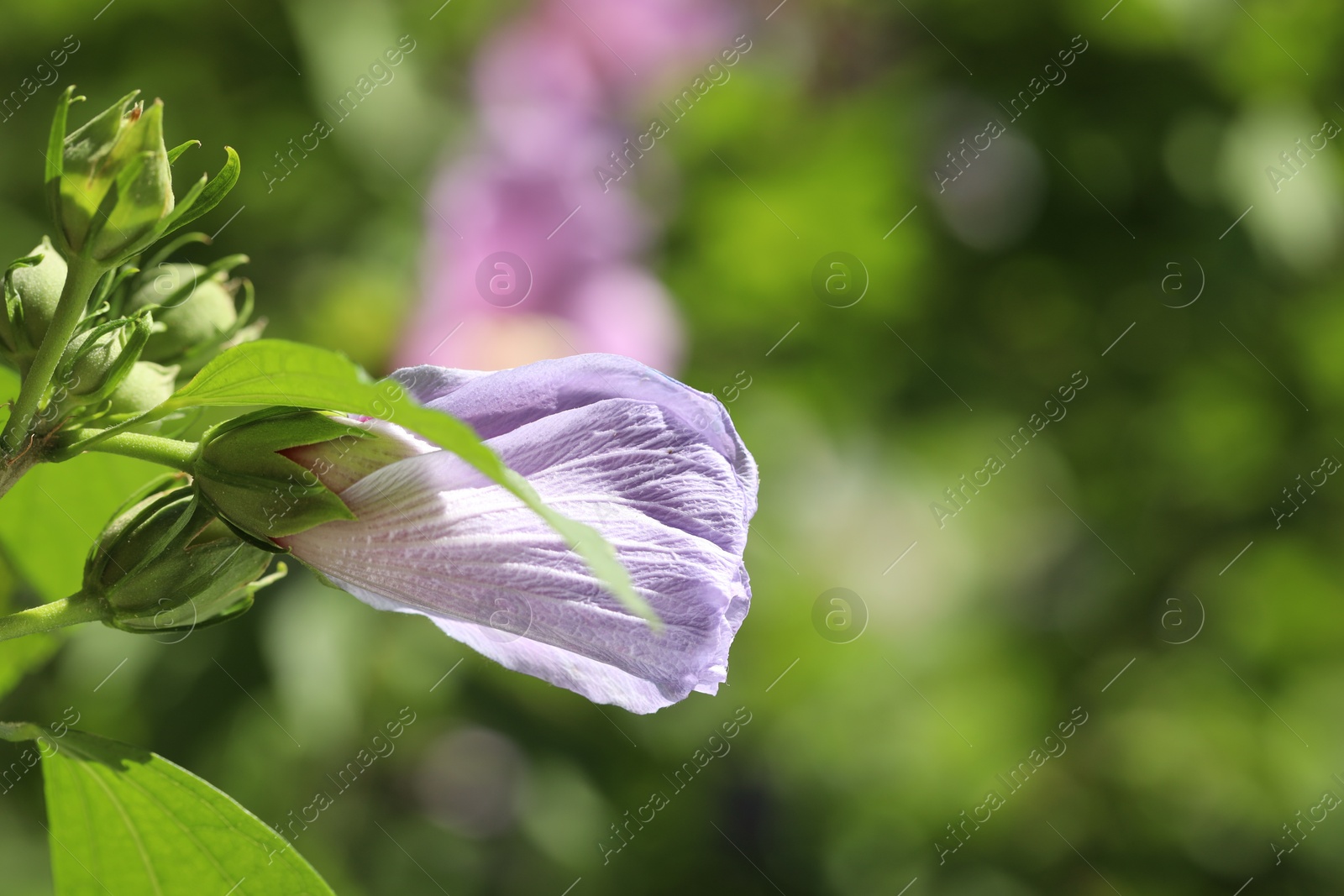 Photo of Beautiful hibiscus flower growing outdoors, closeup. Space for text