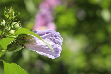 Beautiful hibiscus flower growing outdoors, closeup. Space for text