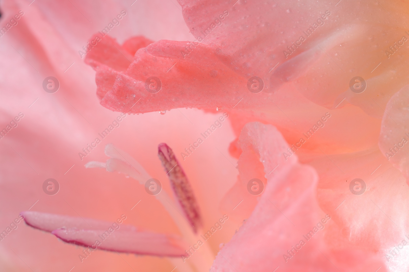 Photo of Beautiful pink gladiolus flower with water drops as background, macro view