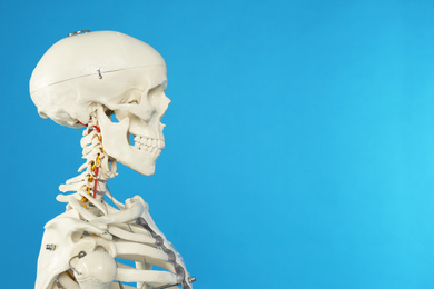 Photo of Artificial human skeleton model on blue background, closeup. Space for text