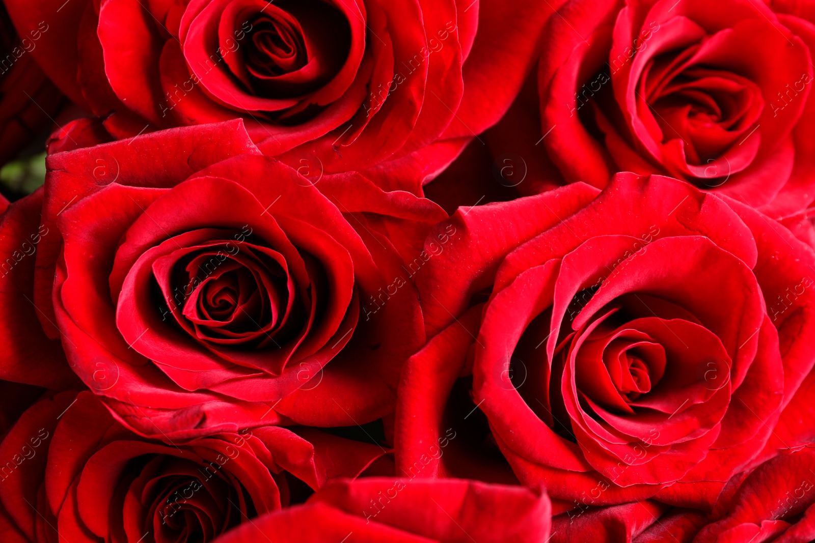 Photo of Beautiful red rose flowers as background, closeup