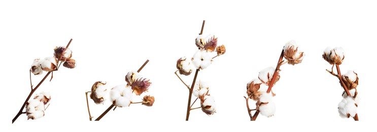 Set of dried cotton branches with fluffy flowers on white background. Banner design