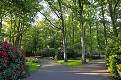 Photo of Beautiful park with blooming rhododendron plants on sunny day. Spring season