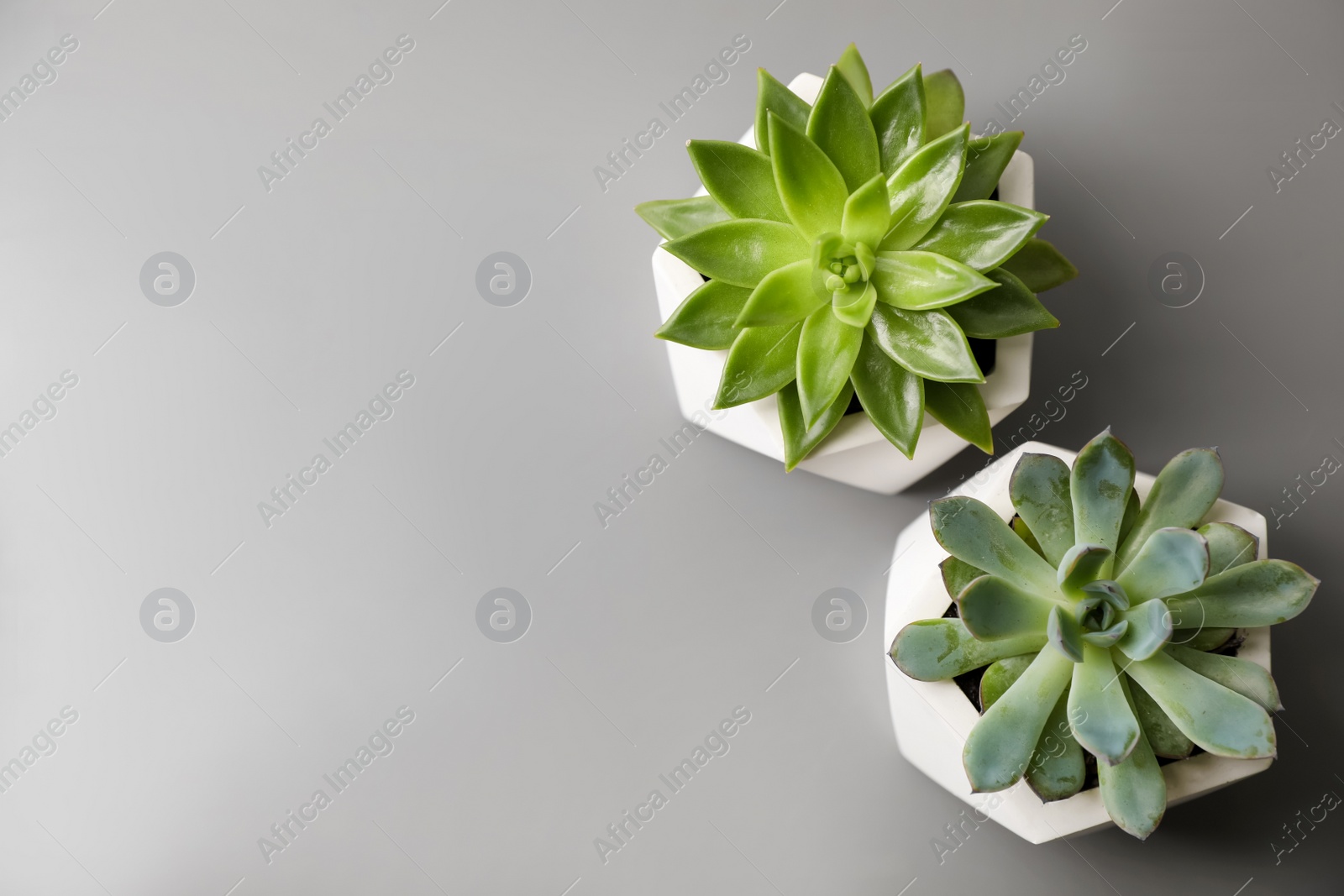 Photo of Beautiful succulents on light grey table, flat lay. Space for text