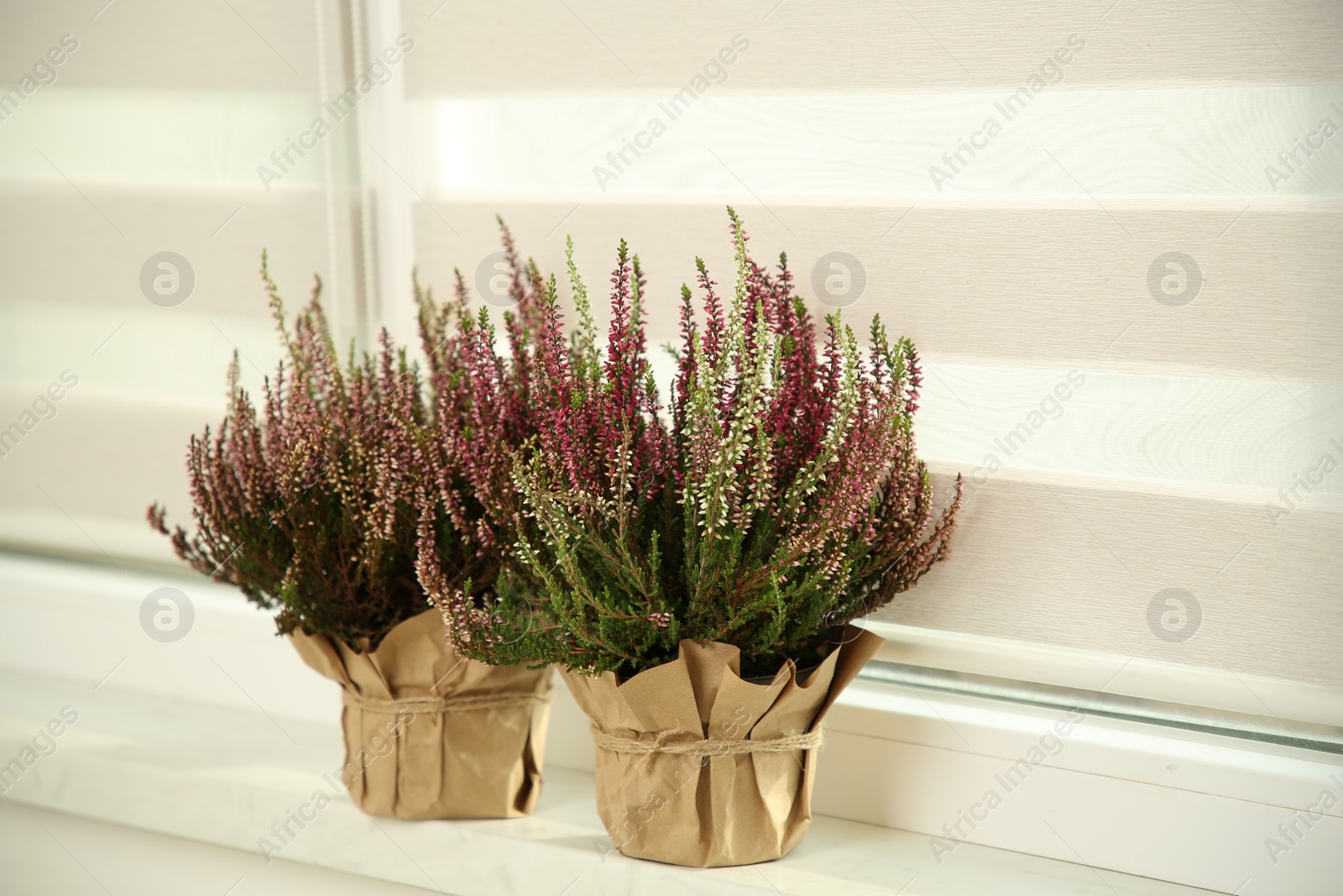 Photo of Beautiful heather flowers in pots on windowsill indoors
