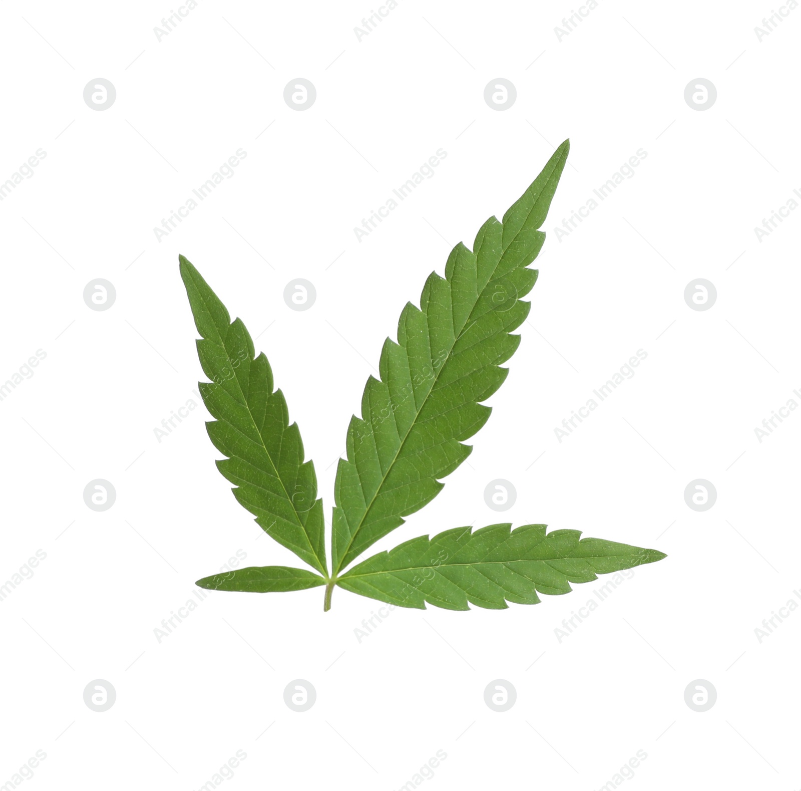 Photo of Lush green hemp leaf isolated on white