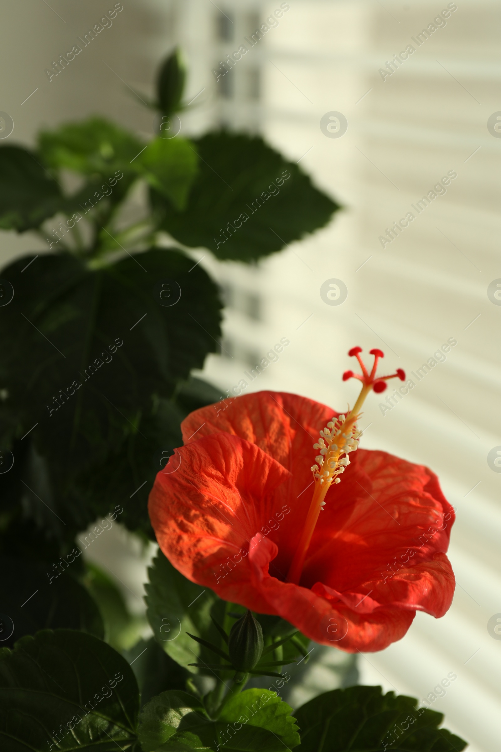 Photo of Hibiscus plant with beautiful red flower near window indoors