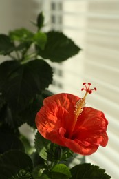 Photo of Hibiscus plant with beautiful red flower near window indoors