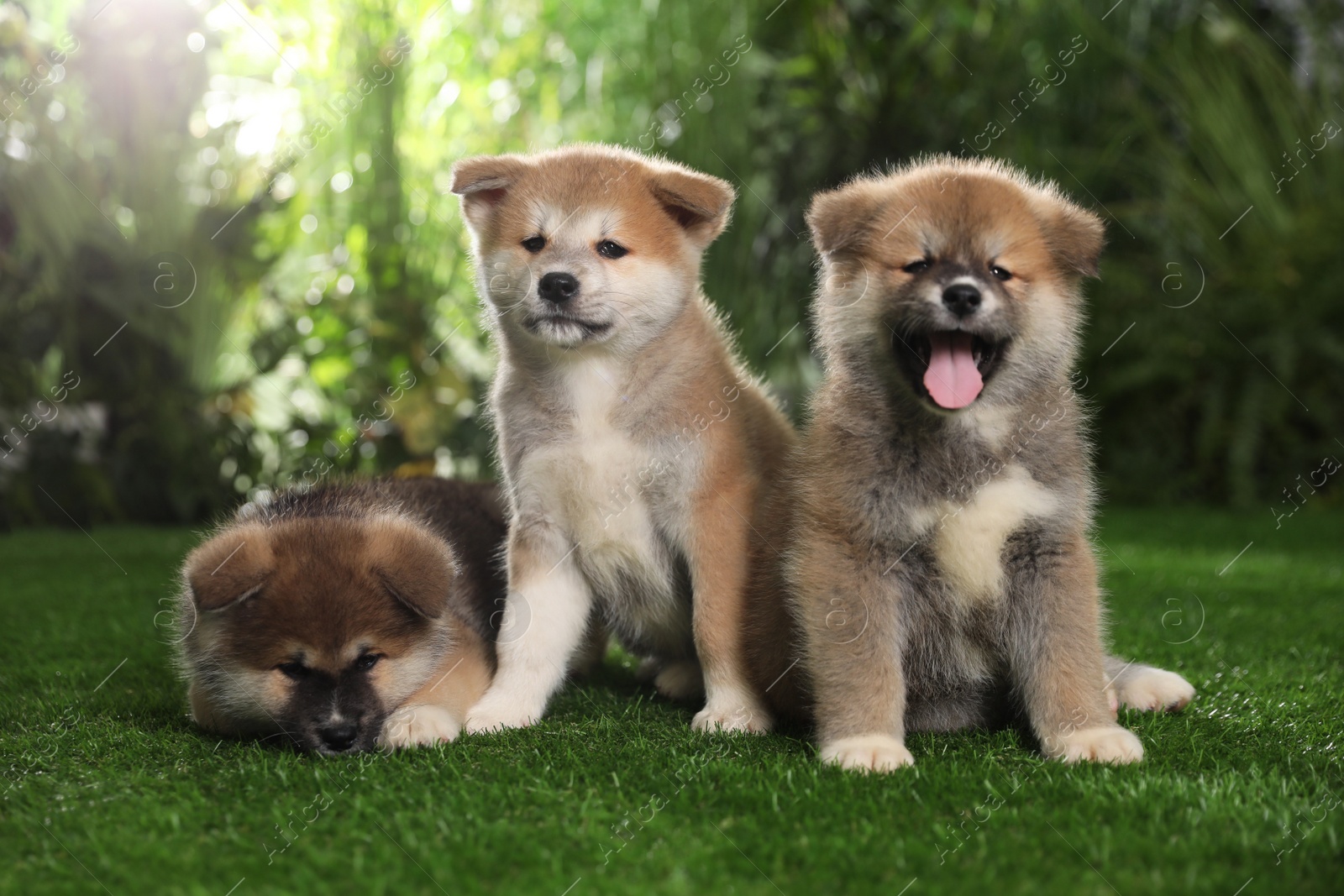 Photo of Adorable Akita Inu puppies on green grass outdoors