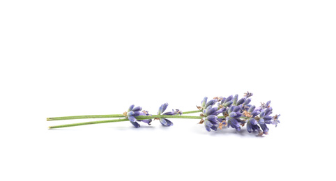 Photo of Beautiful blooming lavender flowers on white background