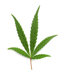 Photo of Leaf of medical hemp on white background, top view