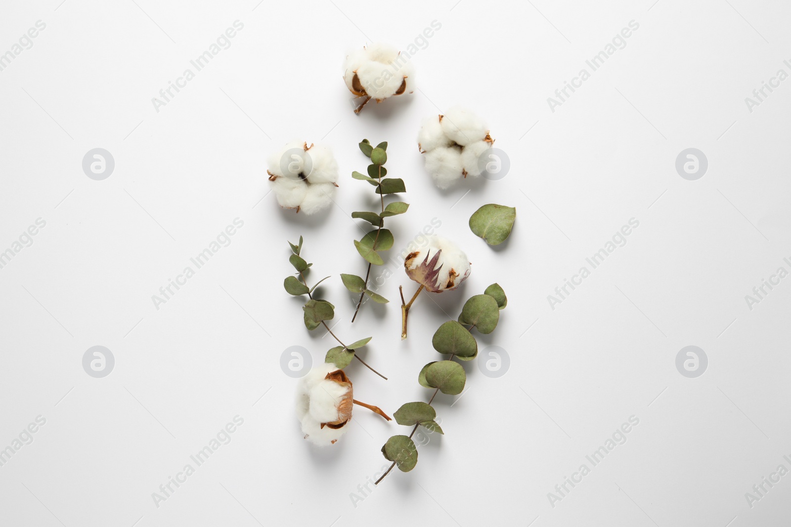 Photo of Fluffy cotton flowers and leaves on white background, flat lay