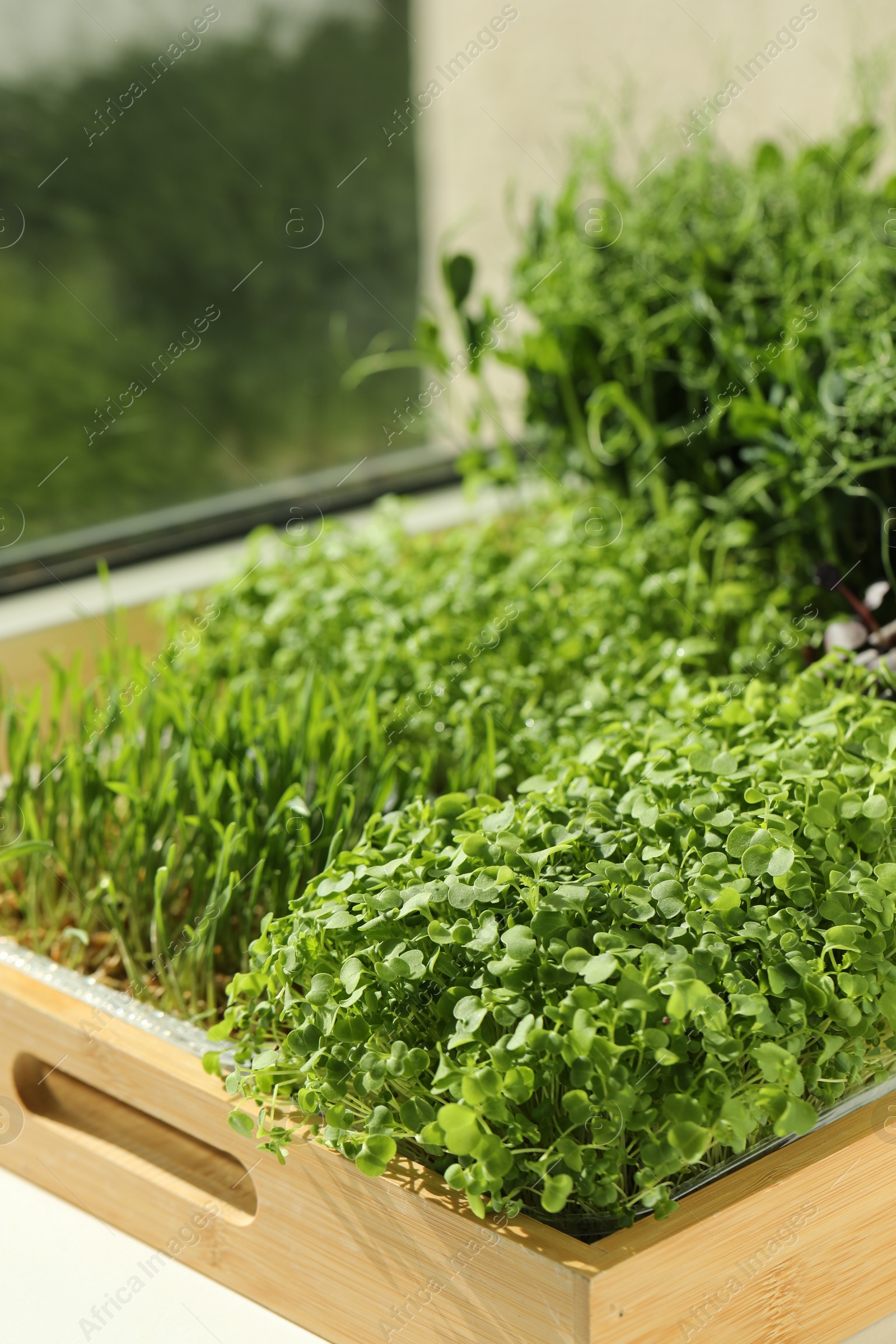 Photo of Different fresh microgreens in wooden crate on windowsill indoors