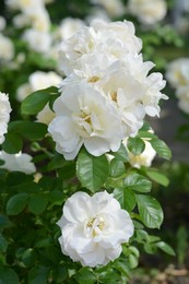 Photo of Bush with beautiful white roses outdoors on sunny day, closeup