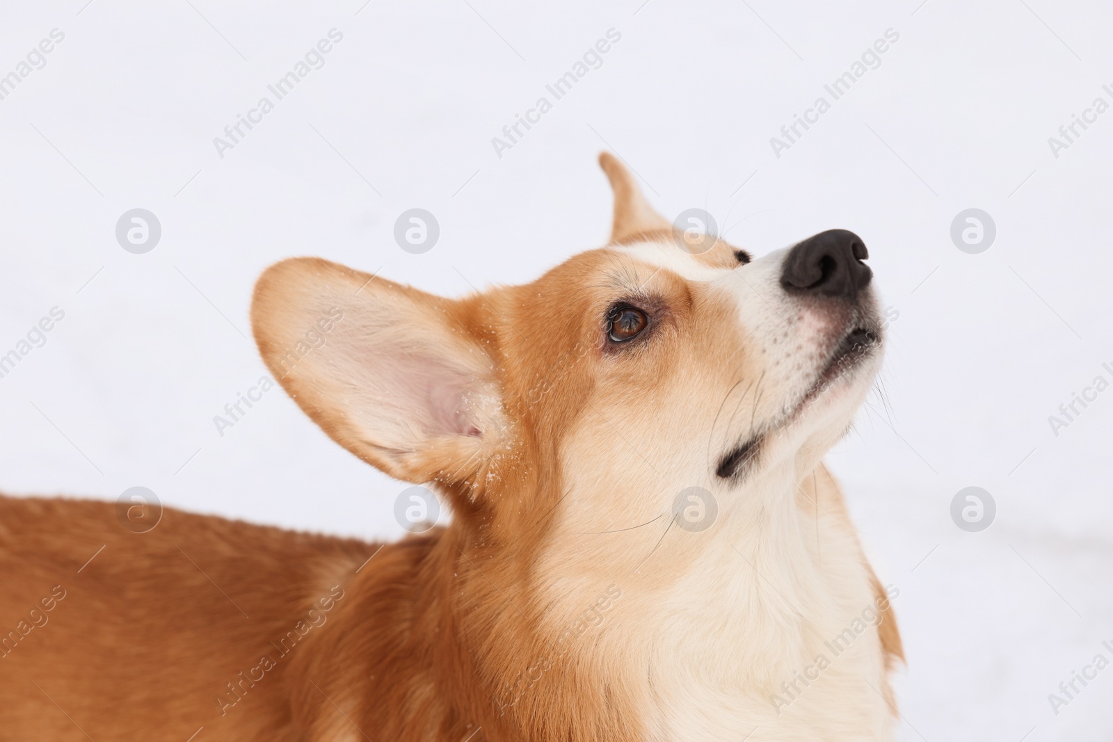 Photo of Adorable Pembroke Welsh Corgi dog on snow