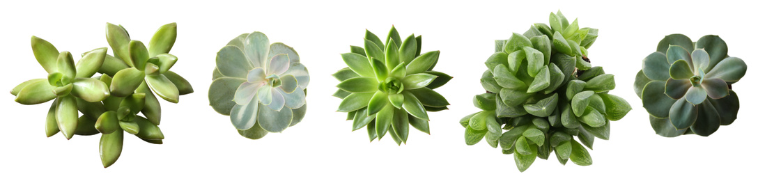 Image of Collage with different succulents on white background, top view. Banner design