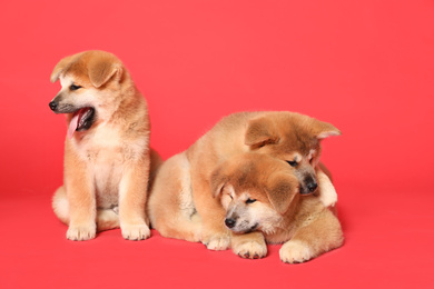 Photo of Cute Akita Inu puppies on red background. Baby animals