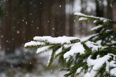 Closeup view of fir tree covered with snow outdoors on winter day