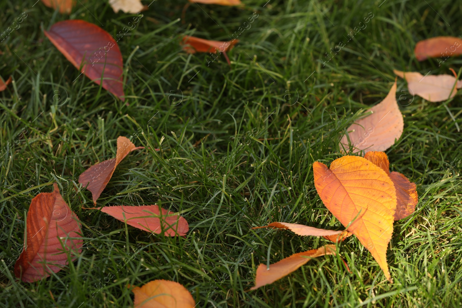 Photo of Beautiful autumn leaves on green grass outdoors