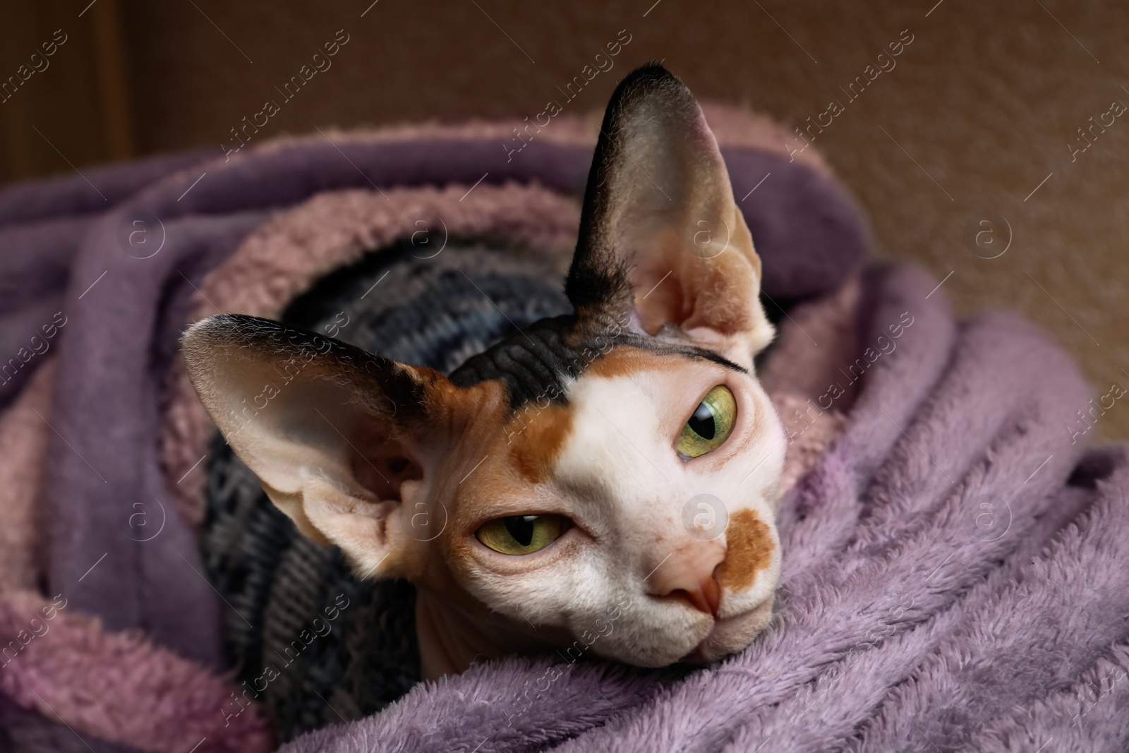 Photo of Cute Sphynx cat wrapped in soft blanket