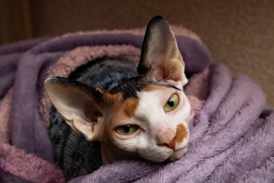 Photo of Cute Sphynx cat wrapped in soft blanket