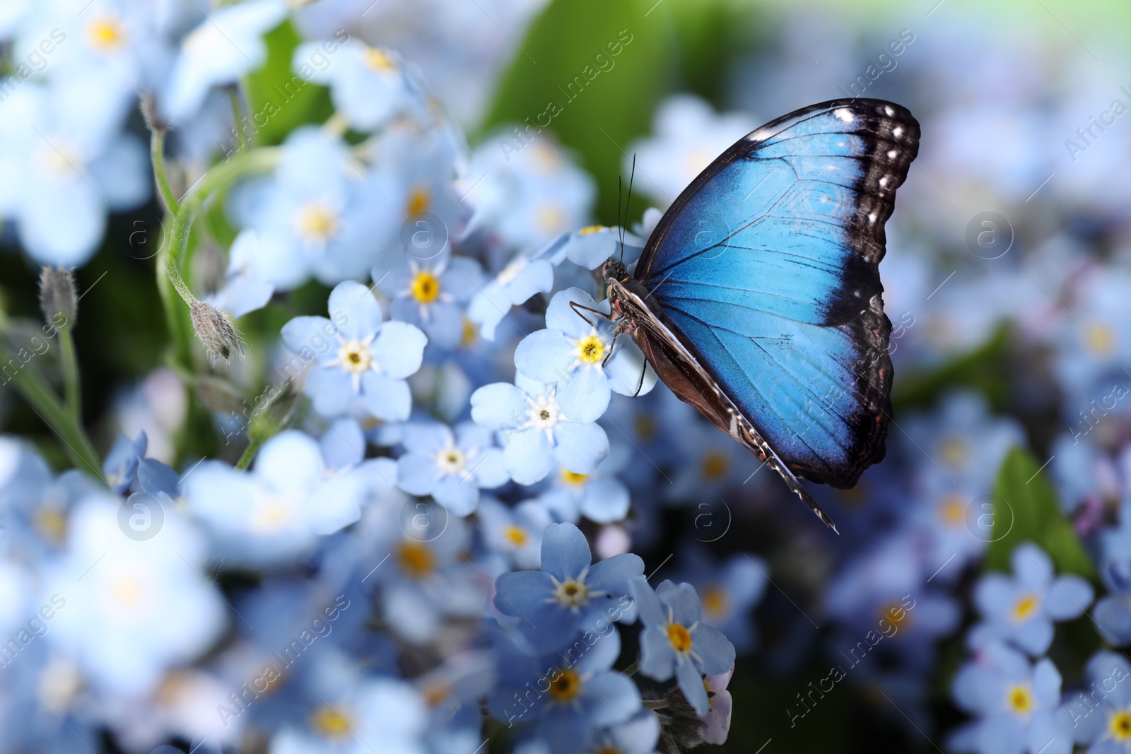 Image of Beautiful butterfly on forget-me-not flower in garden, closeup