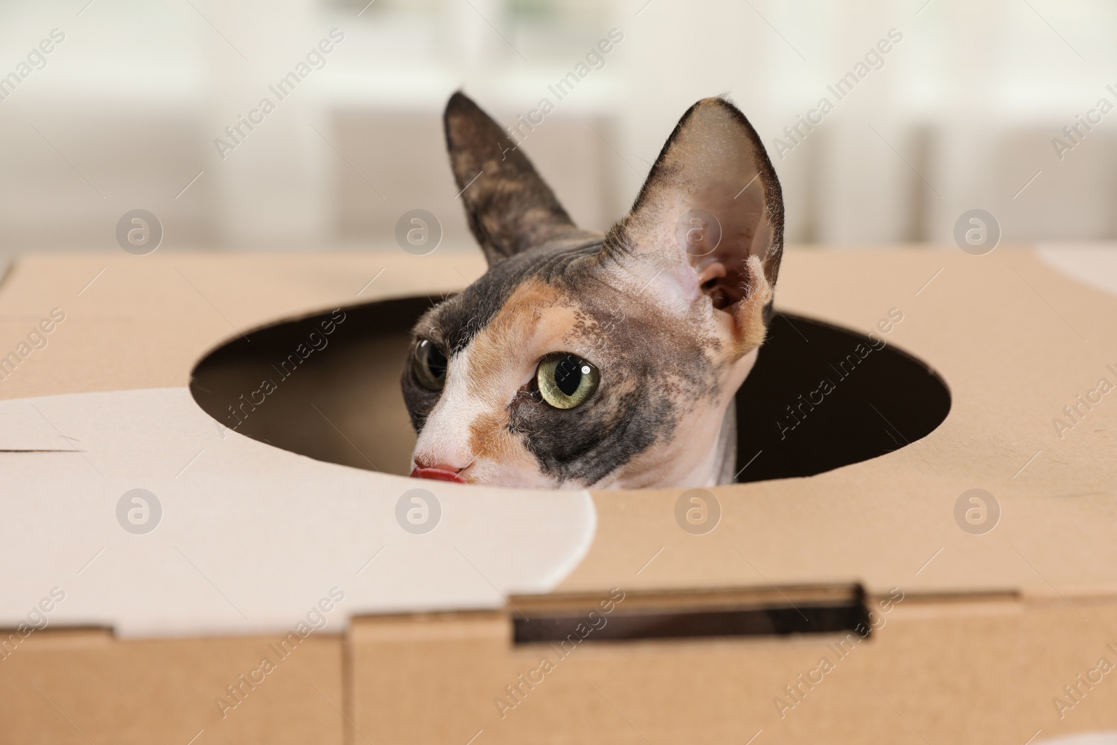 Photo of Cute sphynx cat inside cardboard house in room. Friendly pet