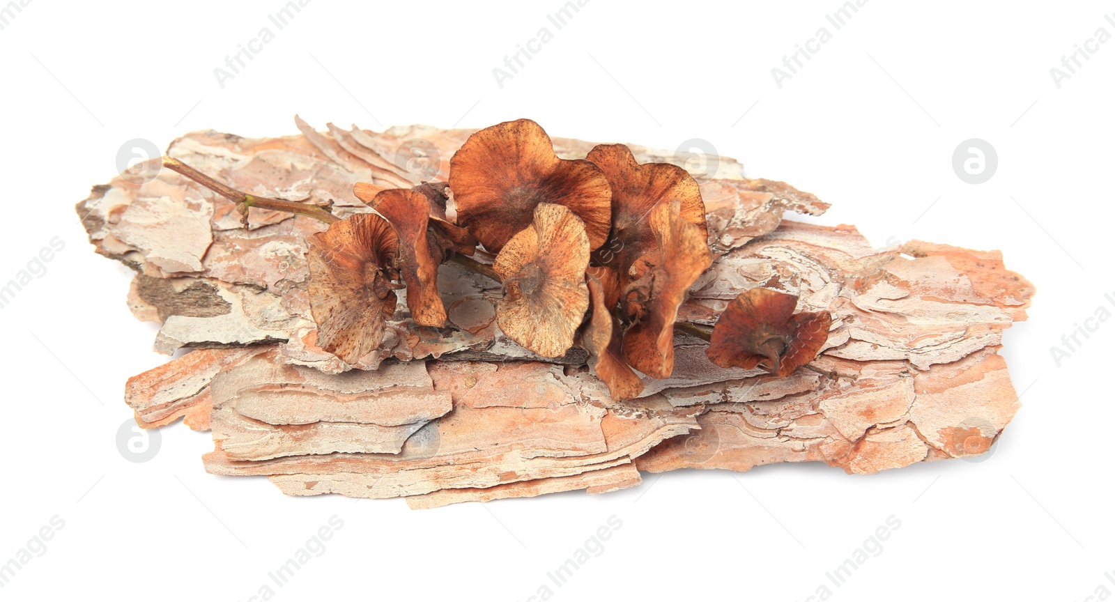 Photo of Tree bark piece with lichen mushrooms on white background