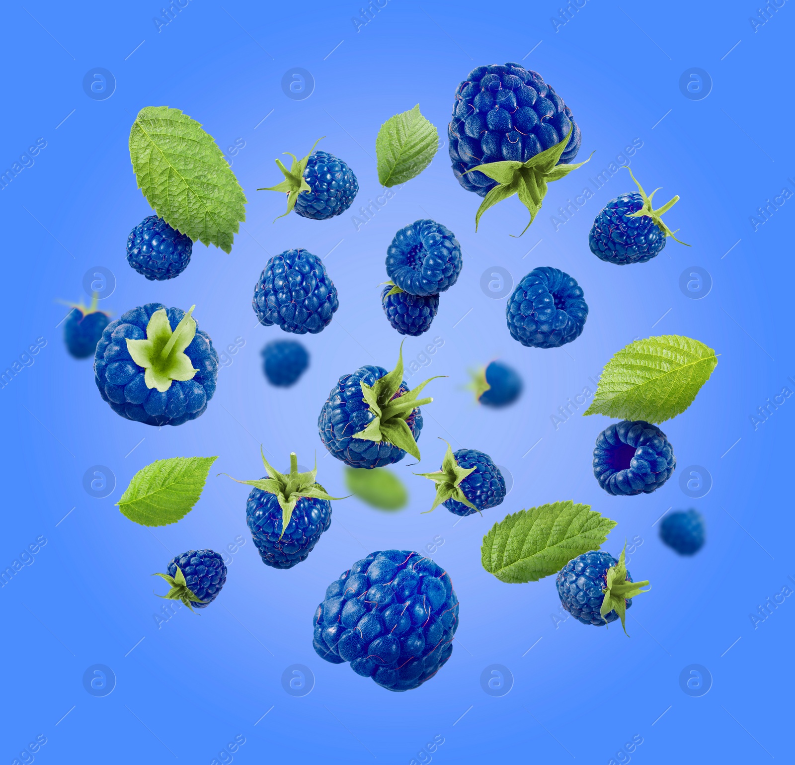 Image of Many fresh blue raspberries and green leaves falling on blue background