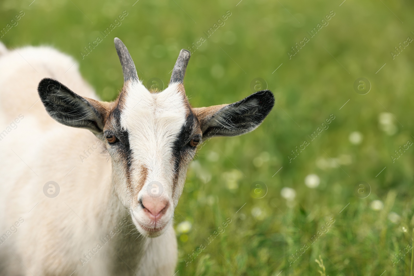 Photo of Cute goat in field, space for text. Animal husbandry