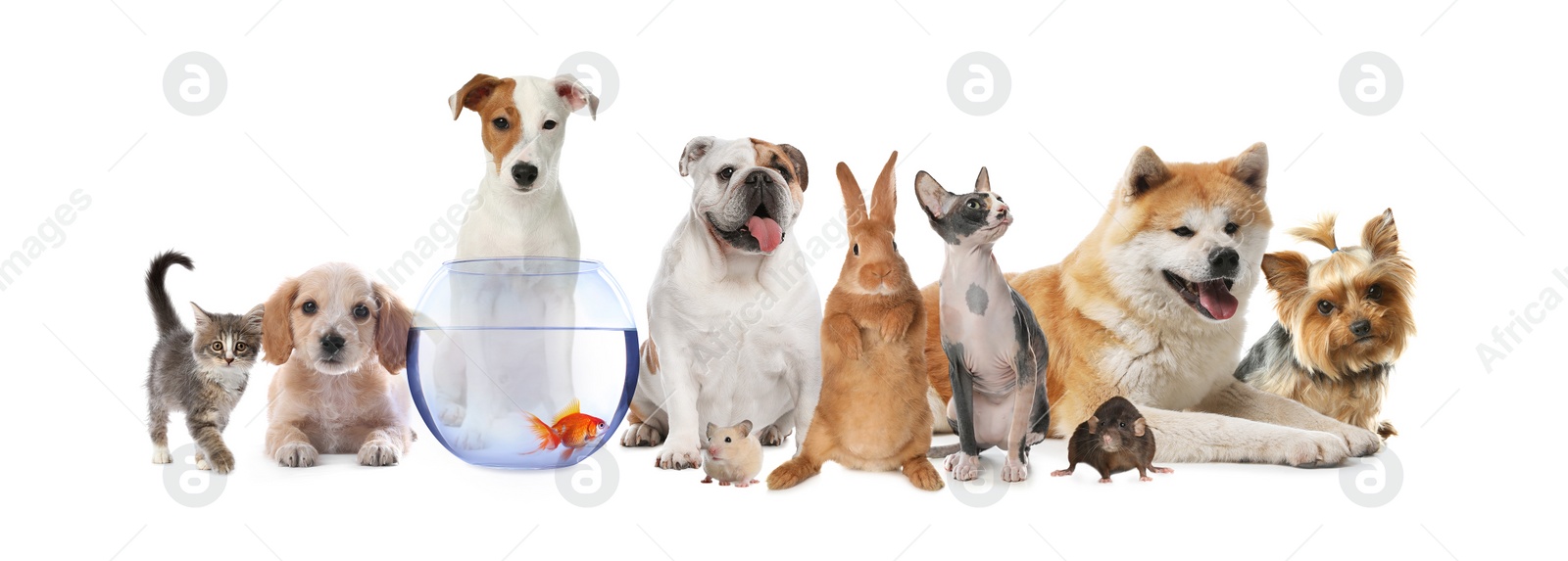 Image of Group of cute pets on white background. Banner design