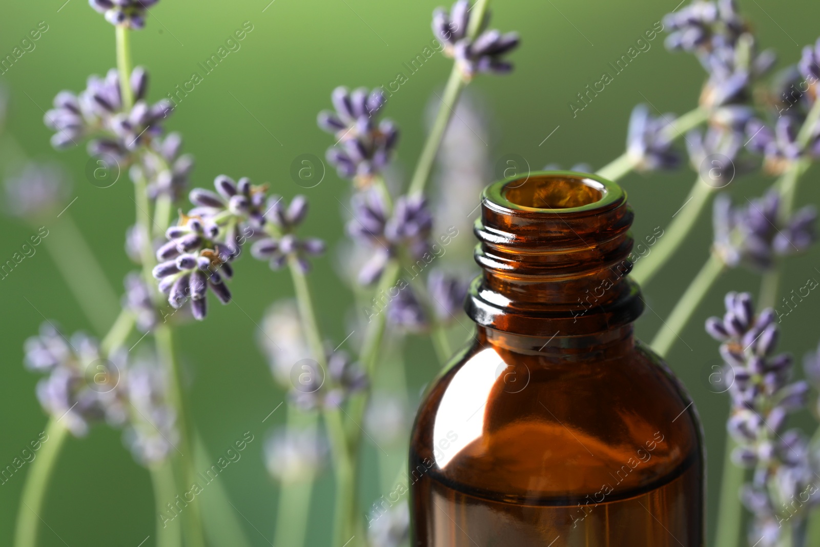 Photo of Bottle with essential oil near lavender on green background, closeup. Space for text