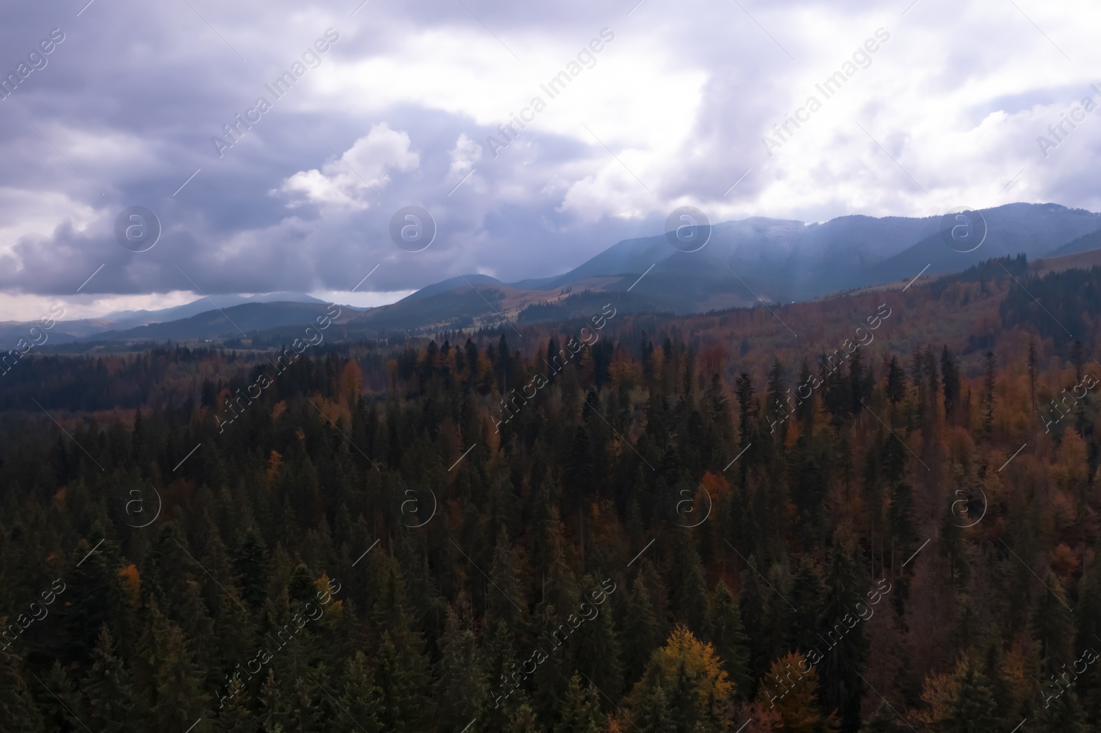 Image of Aerial view of beautiful forest in mountains on autumn day