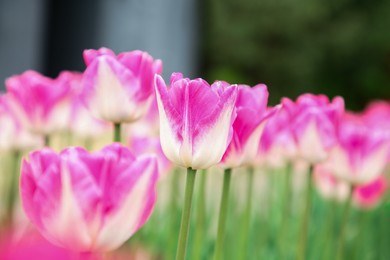 Photo of Beautiful pink tulip flowers growing in field, selective focus