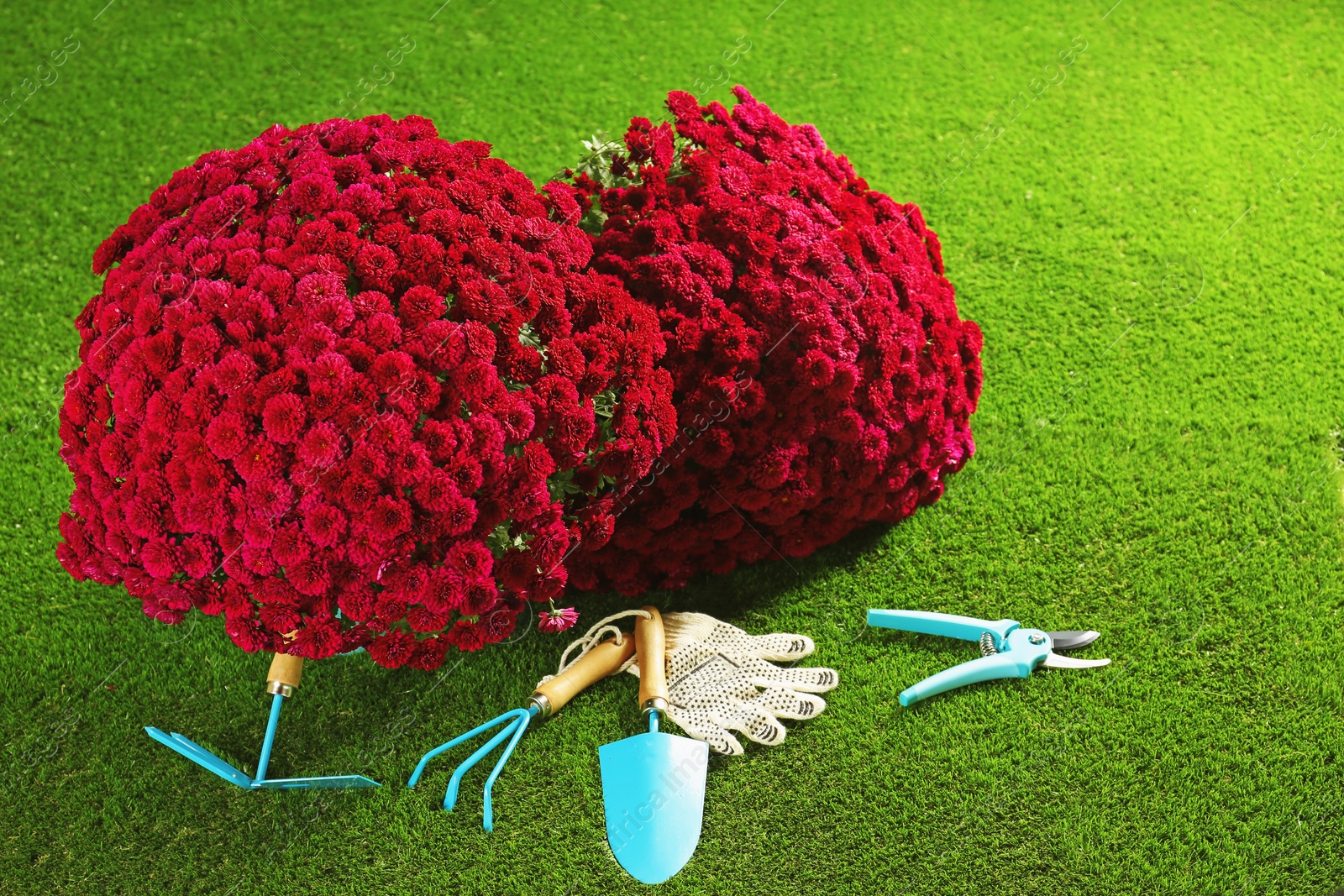 Photo of Beautiful chrysanthemum flowers and gardening tools on artificial lawn