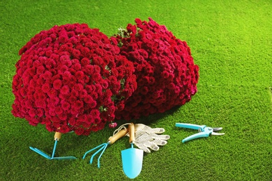 Beautiful chrysanthemum flowers and gardening tools on artificial lawn