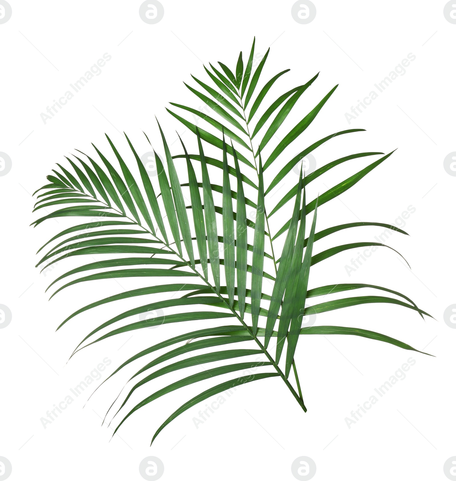 Photo of Beautiful lush tropical leaves isolated on white