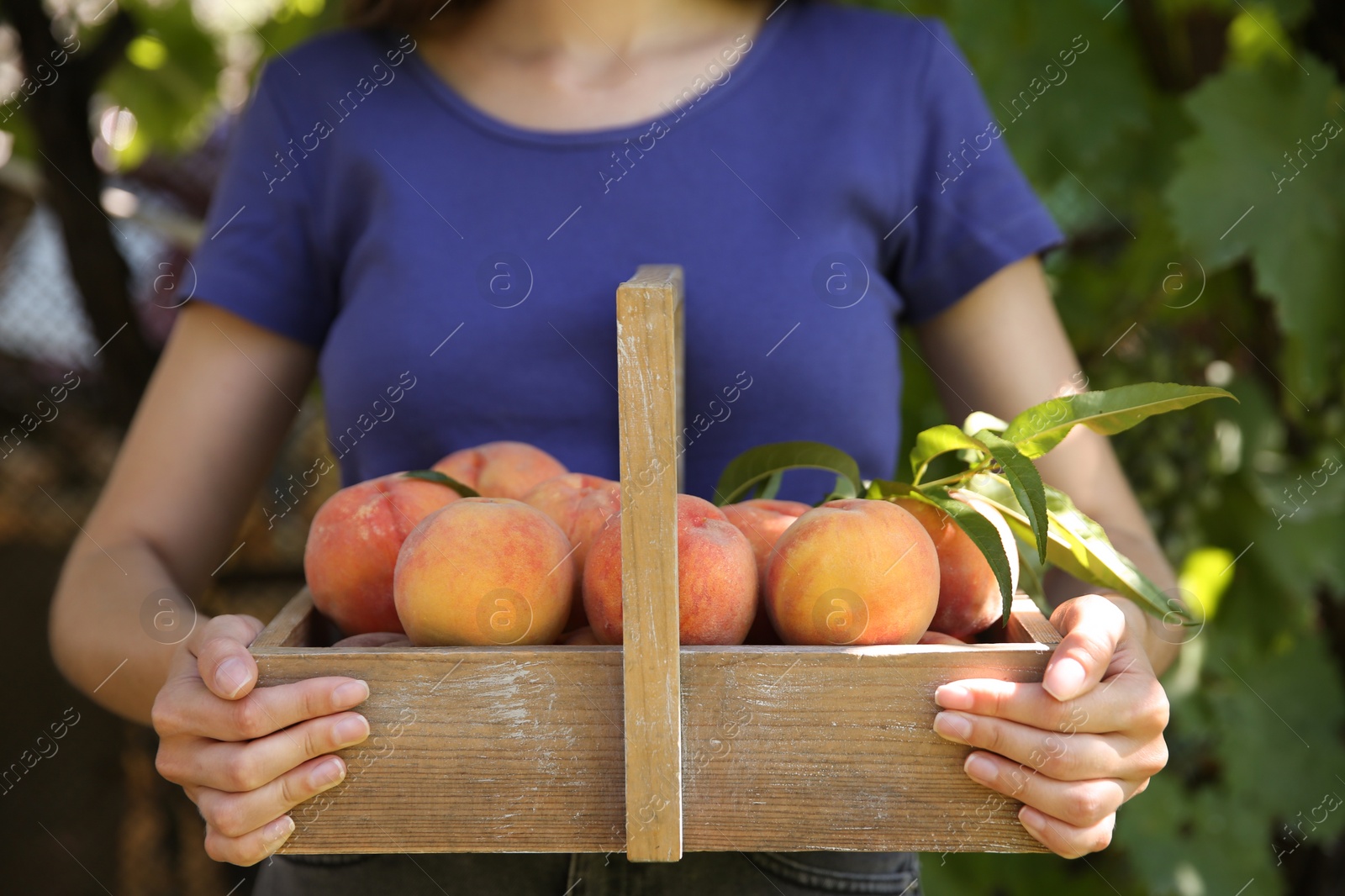 Photo of Woman holding wooden basket with ripe peaches outdoors, closeup