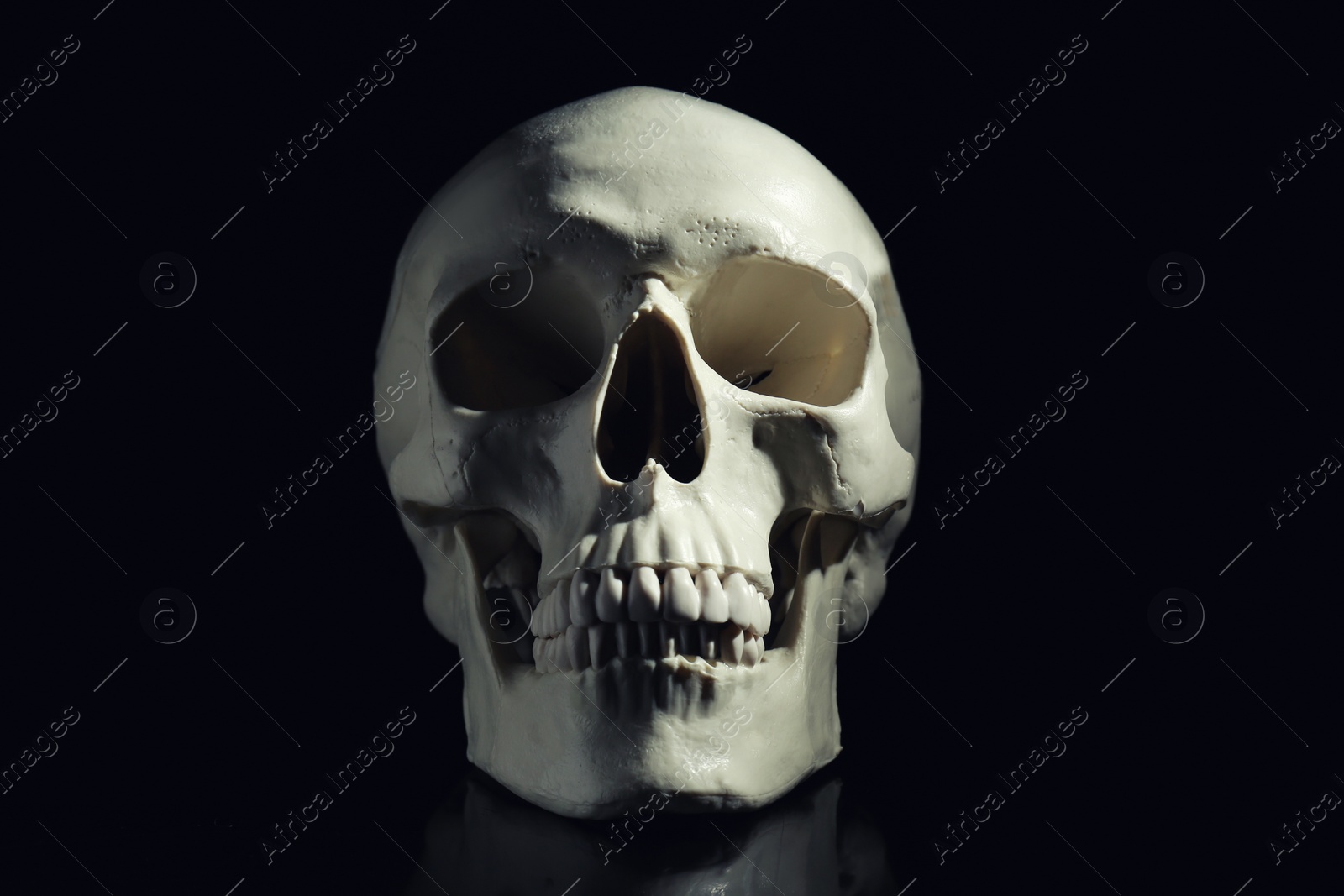 Photo of White human skull with teeth on black background