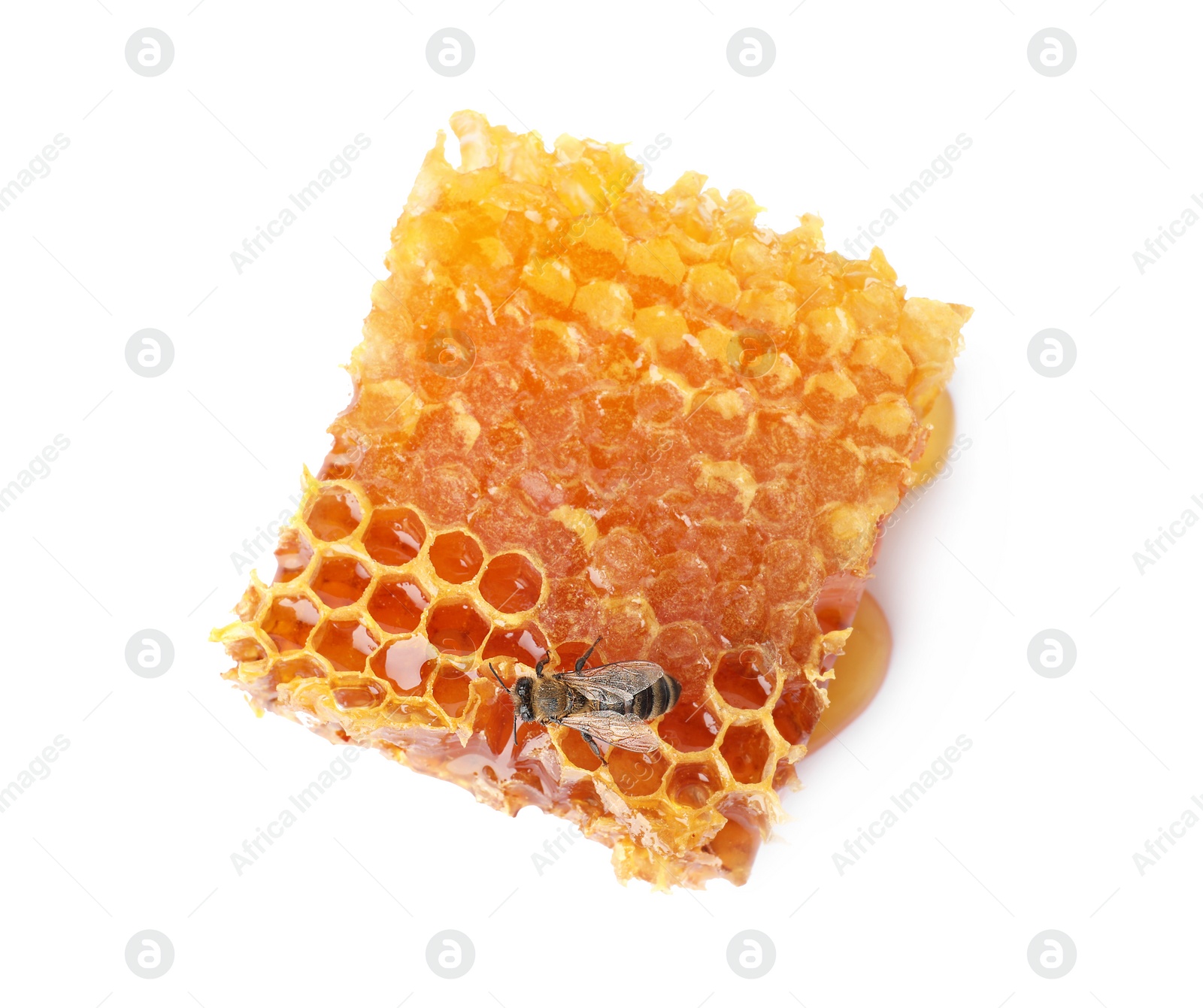 Photo of Honeycomb and bee on white background, top view. Domesticated insect