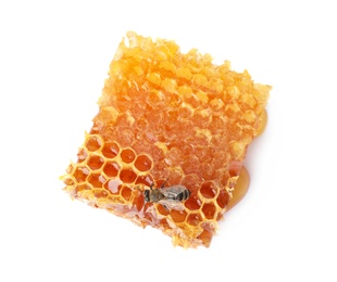 Photo of Honeycomb and bee on white background, top view. Domesticated insect