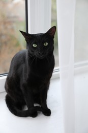 Photo of Adorable black cat with green eyes sitting on window sill. Lovely pet