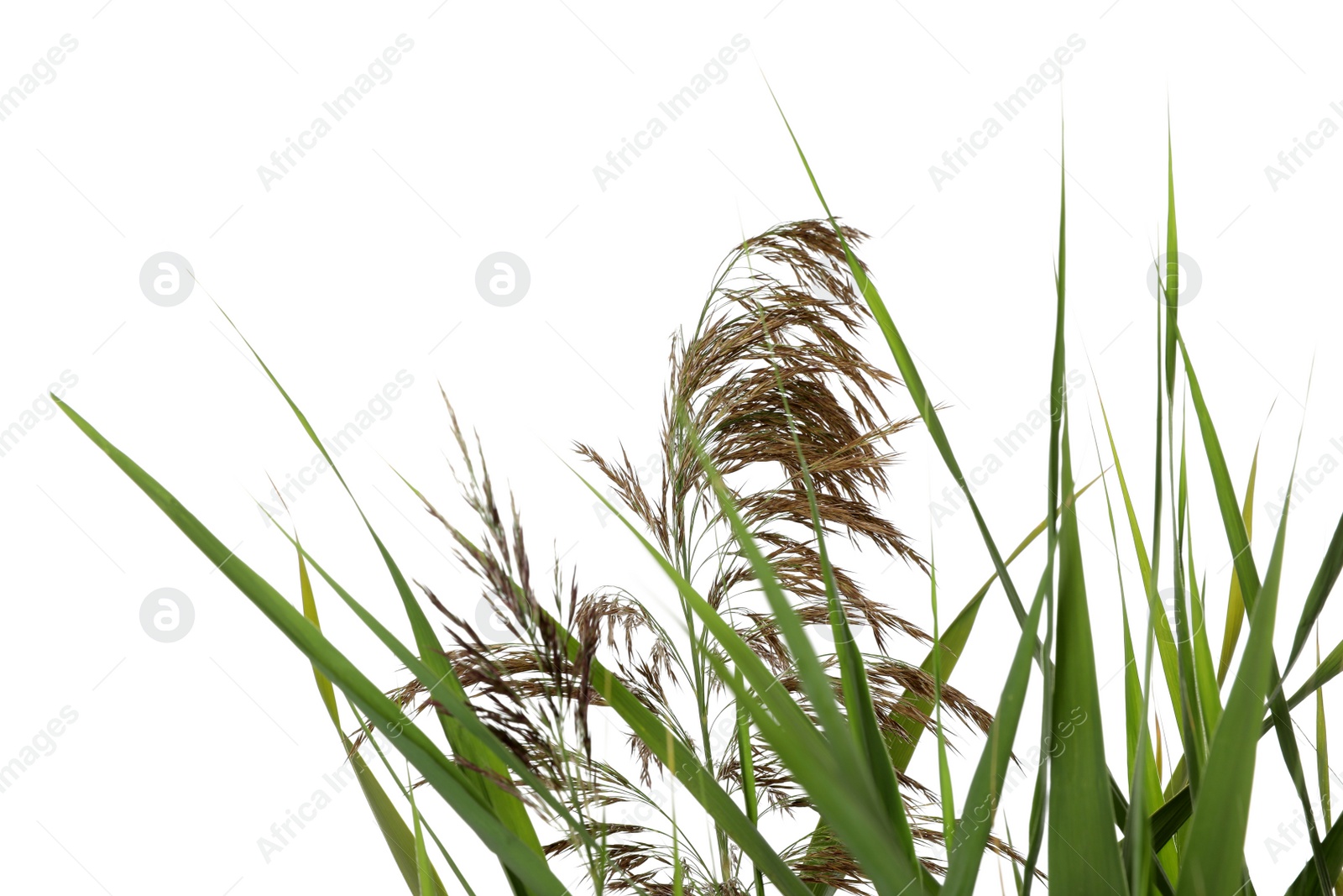 Photo of Beautiful reeds with lush green leaves and seed heads on white background, closeup