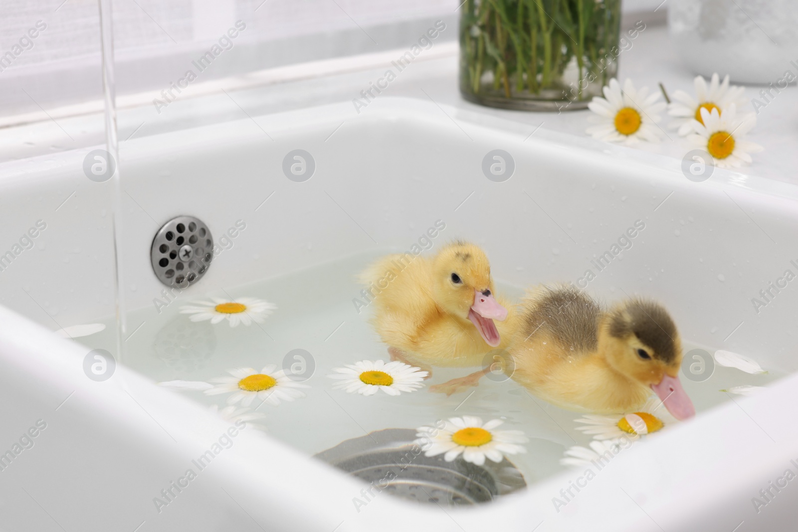 Photo of Cute fluffy ducklings swimming in sink with chamomiles indoors. Baby animals