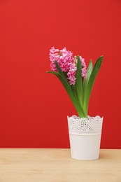 Photo of Beautiful hyacinth in pot on table against color background. Spring flower