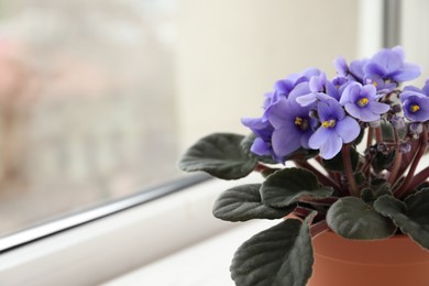 Photo of Closeup view of beautiful potted violet flowers on window sill, space for text. Delicate house plant