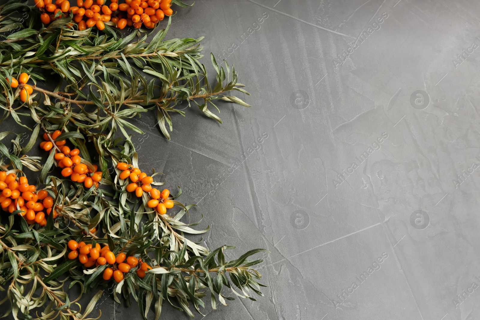 Photo of Branches of sea buckthorn on grey table, flat lay. Space for text