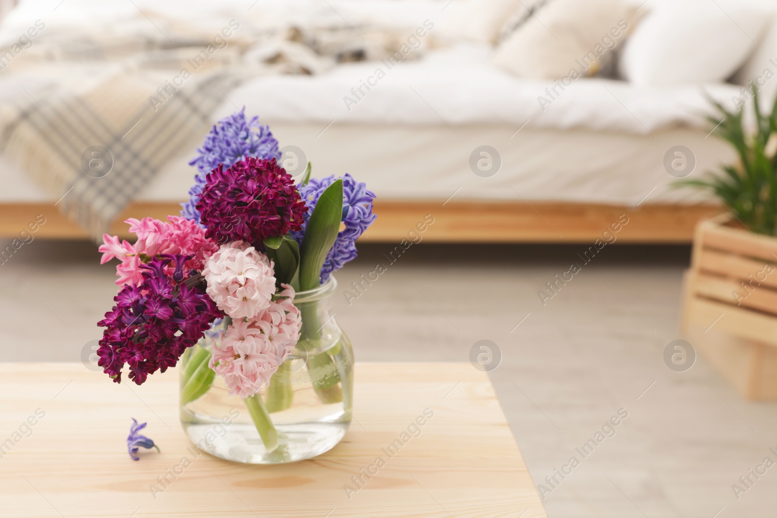 Photo of Beautiful hyacinths in glass vase on table indoors, space for text. Spring flowers