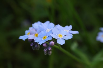 Photo of Beautiful forget-me-not flowers growing outdoors, closeup. Spring season